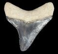 Serrated Megalodon Tooth - Bone Valley, Florida #48687-1